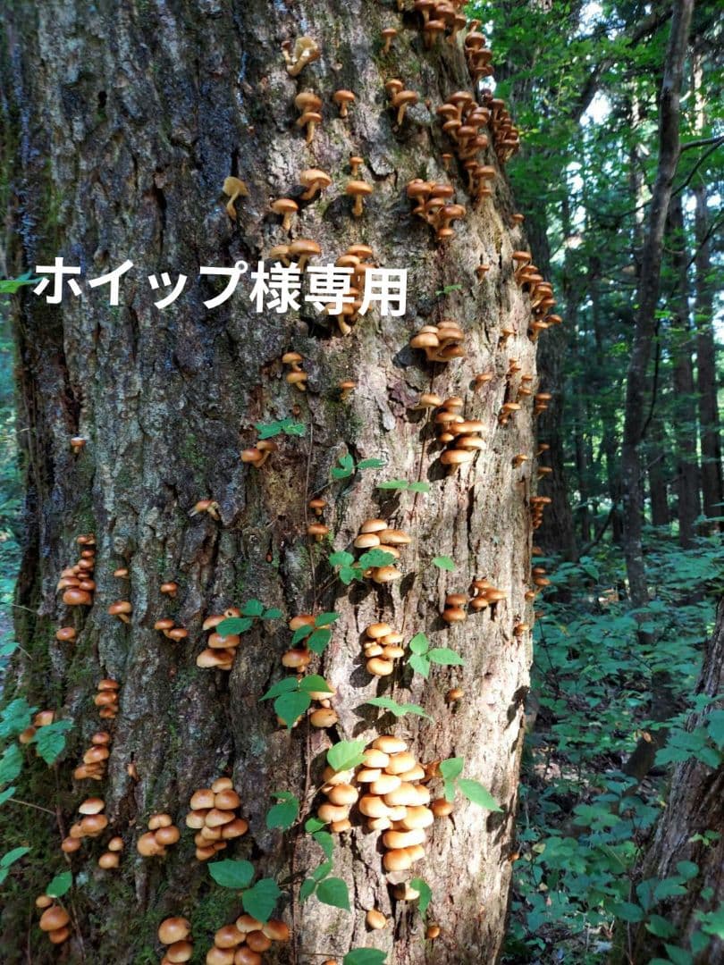 生　きのこ　8kg