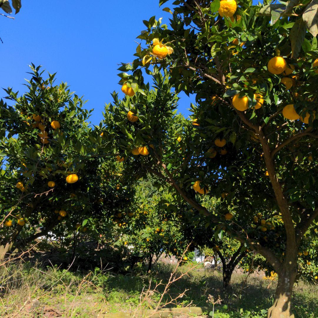 完熟本柚子（美品）１５kg。鍋料理、ポン酢、柚子胡椒、ジャム、柚子茶、酒、焼酎