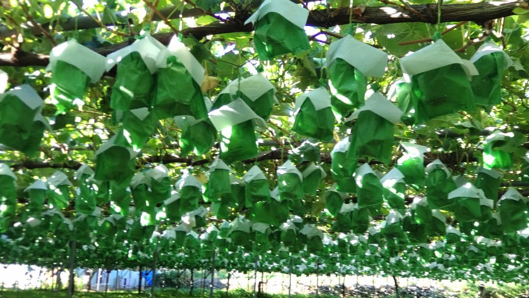 信州産 シャインマスカット 秀品 (大きい房4房入り) 2.4㎏ ぶどう