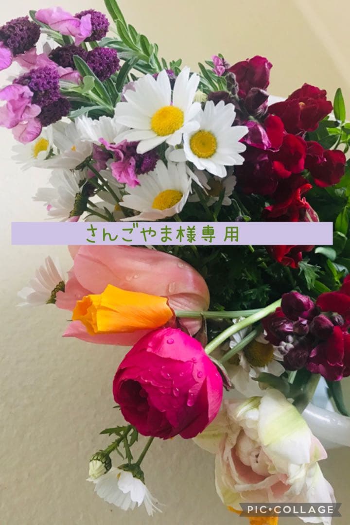 さんごやまさま専用　グーグリーボディオーダー