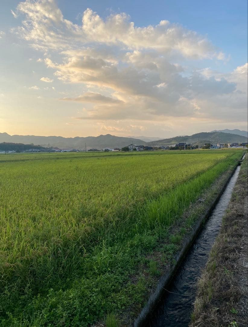 令和7年産新米　岡山県苫田郡産　減農薬栽培にじのきらめき　玄米30kg