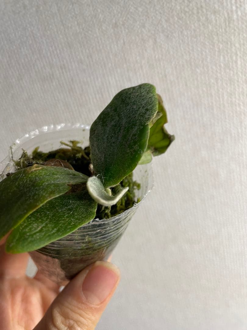 T*x様 ビカクシダ　フィッシュボーン