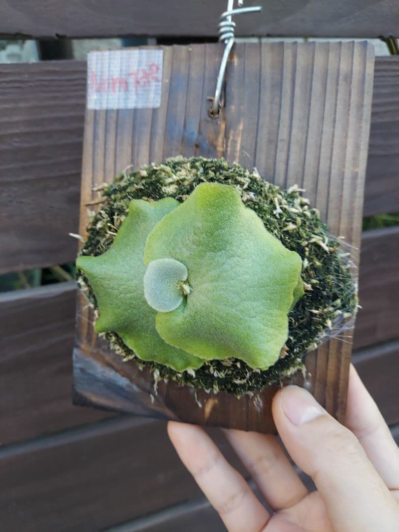 ドワーフ4株セット　胞子培養　ビカクシダ　コウモリラン