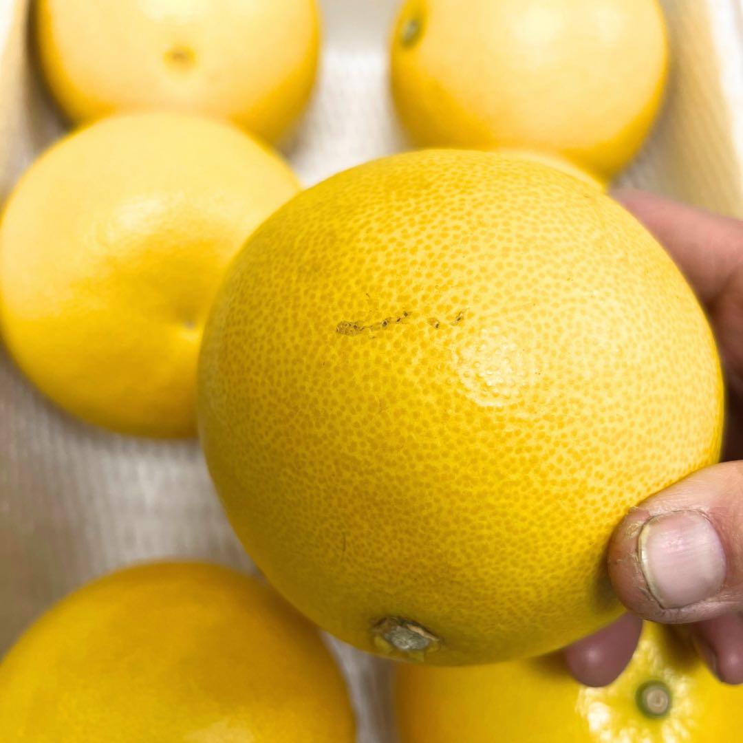 文旦　土佐文旦　ハウス栽培　　41