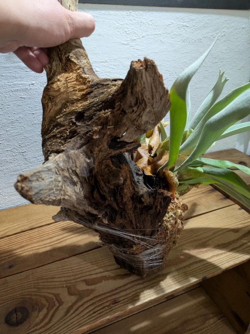 プラティケリウム ビーチー［流木付］【珍奇植物】コウモリラン・ビカクシダ