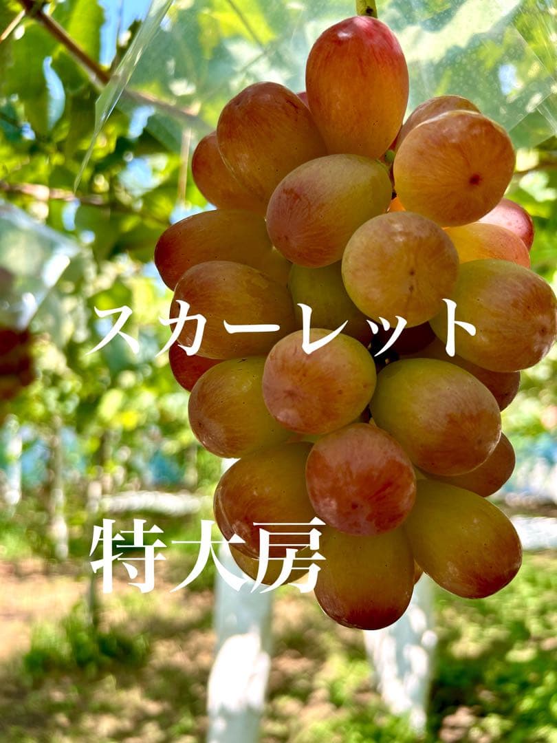 ⚠️クール便　葡萄③房
