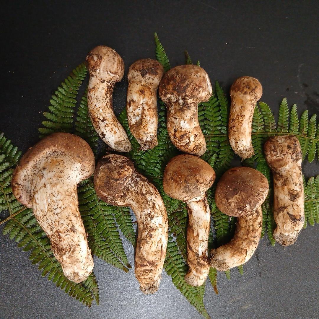 B*嬉様 【国産松茸】和歌山県産 とれたて304g 11月2日14時採取／天然き