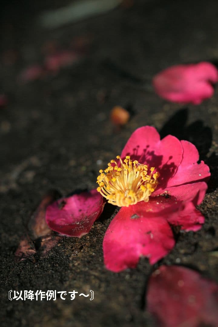 【超美品】TAMRON SP 45mm F1.8 Di VC USD