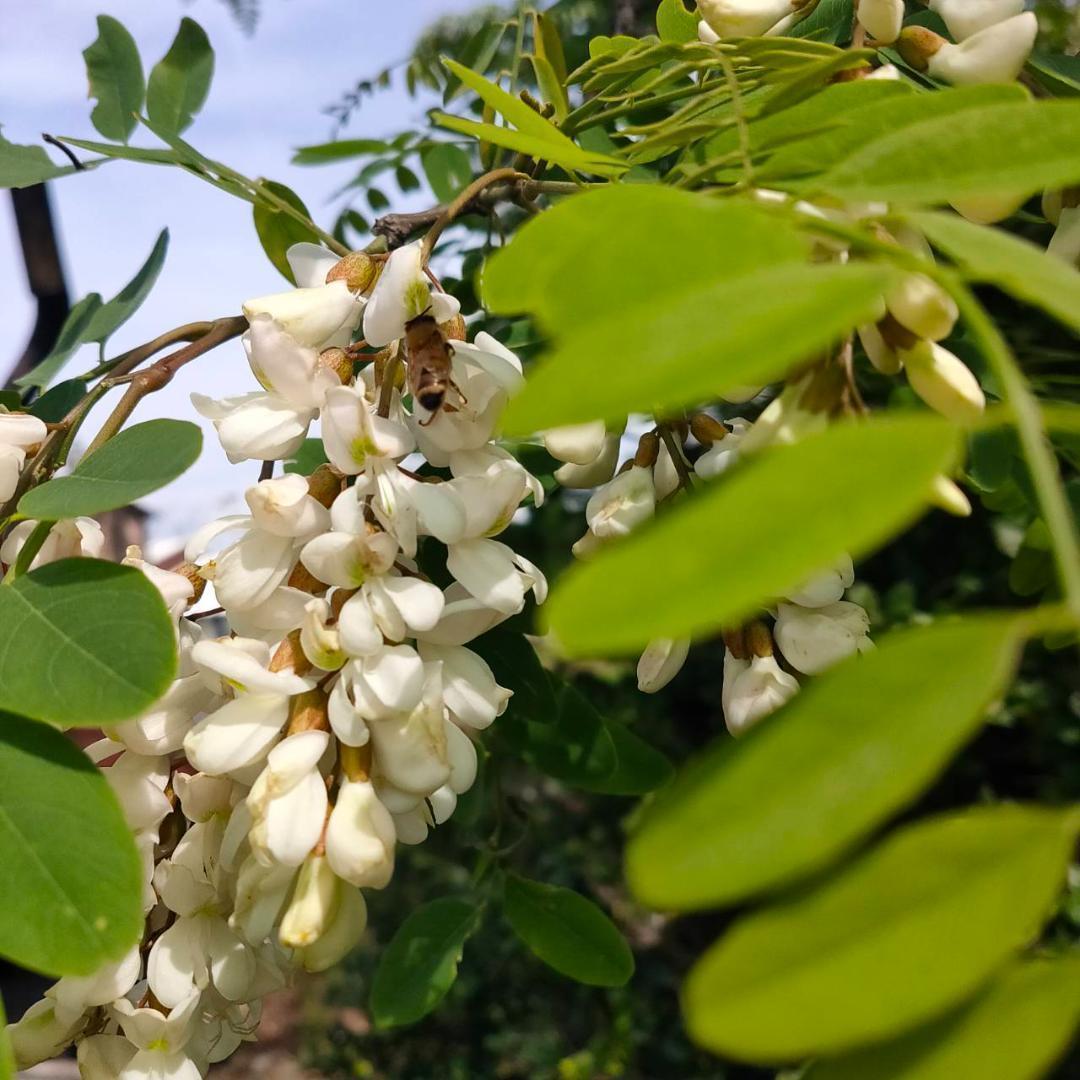 はちみつ 600g×3瓶 蜂蜜 ハチミツ 国産