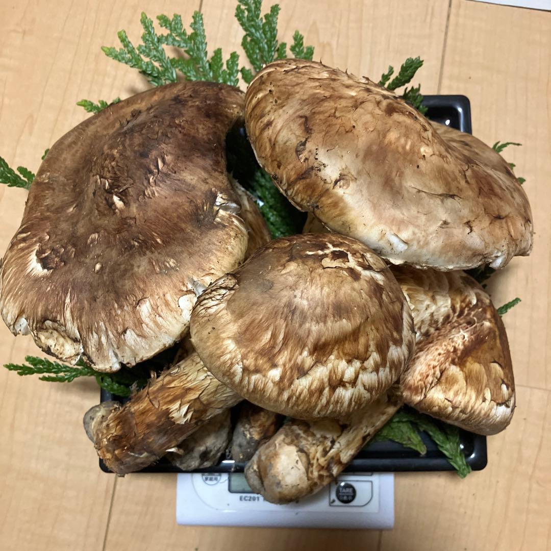 北海道産❗️天然松茸❗️630g‼️