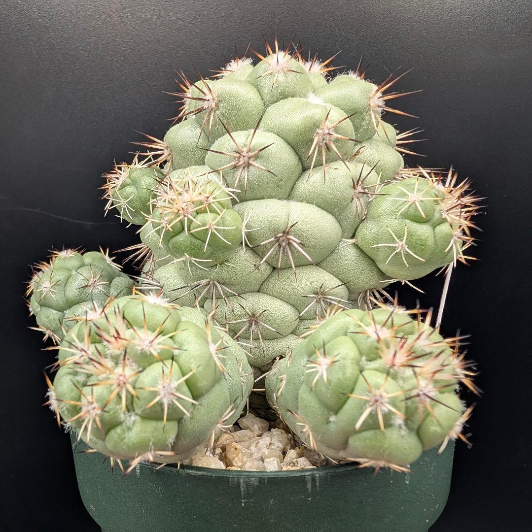 M*X様 オルテゴカクタス マクドガリー 国内実生 鉢植え メルカリ便送料込み