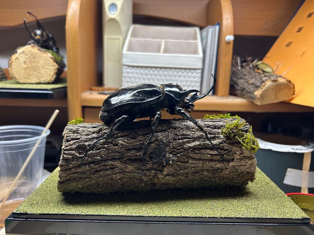 ま*り様 昆虫標本　LIVE標本　マルスゾウカブト 117.6mm