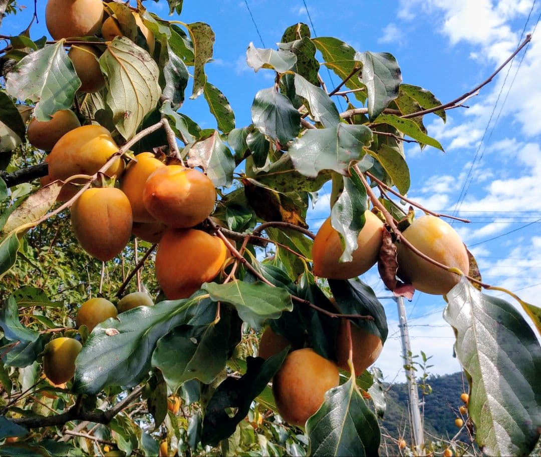 愛媛県産♥干し柿（愛宕柿）