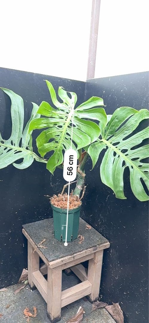 T*K様 モンステラデリシオーサマクロコズム超希少系統鉢植え56㎝