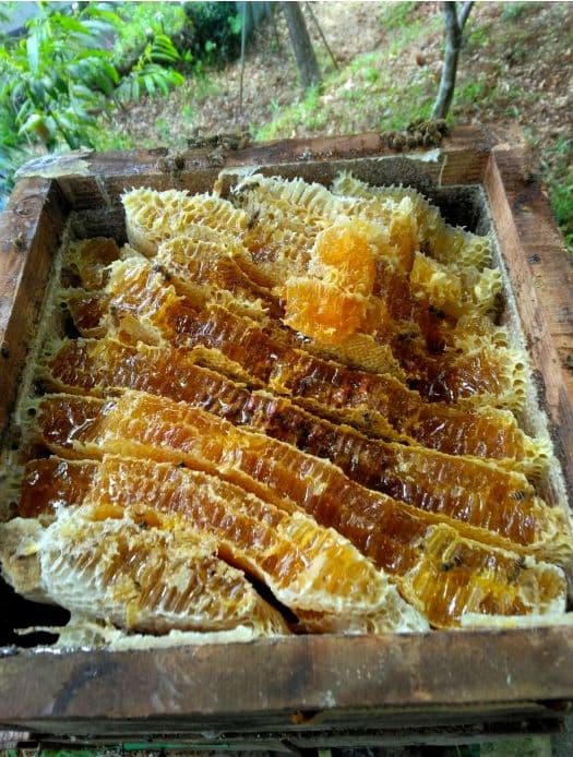 日本ミツバチ　2年蜜　天然蜂蜜 糖度約81度　正味550g　2本 　兵庫県産