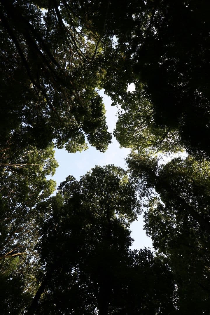 超広角レンズ Canon EF-S 10-18 f/4.5-5.6 IS STM