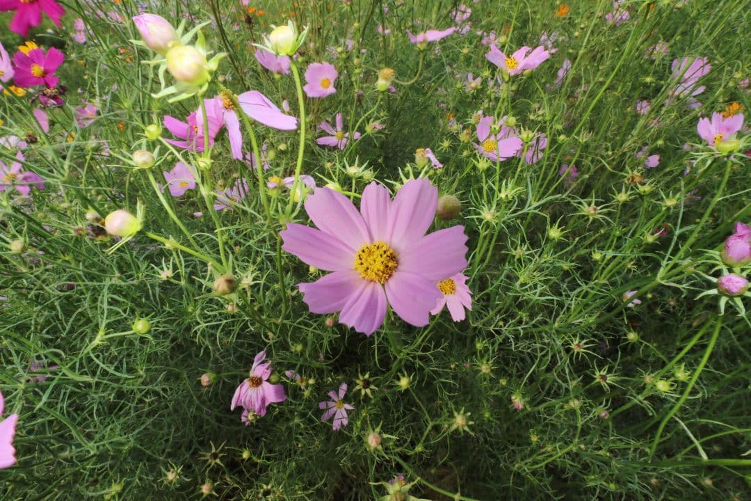 超広角レンズ Canon EF-S 10-18 f/4.5-5.6 IS STM