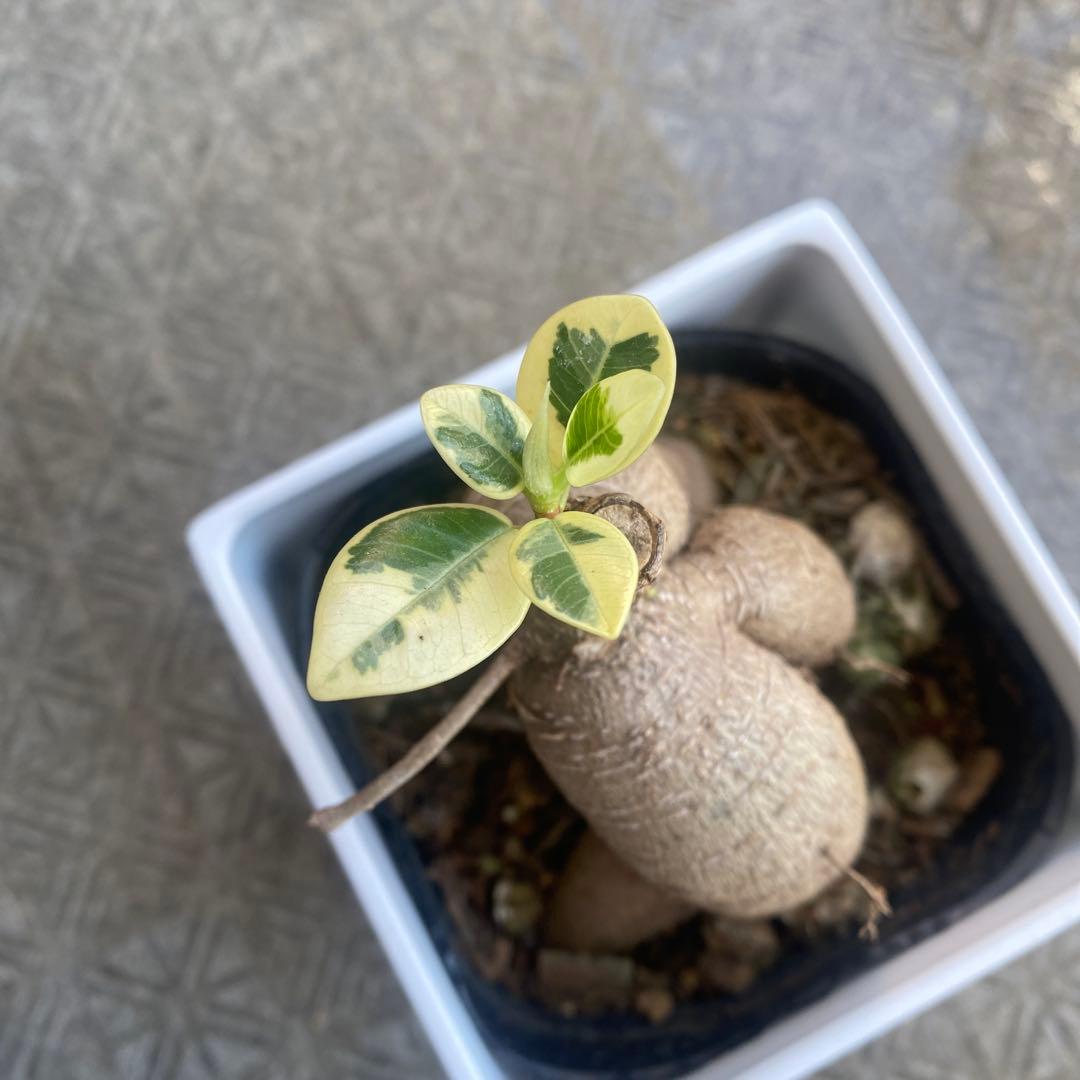 パンダガジュマル 斑入り 超希少 接木 鉢込 発根済み