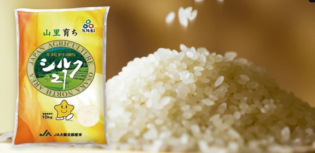 【JA大阪北陸産 】 令和6年産 キヌヒカリ100% 10kg (5kg✖️2)