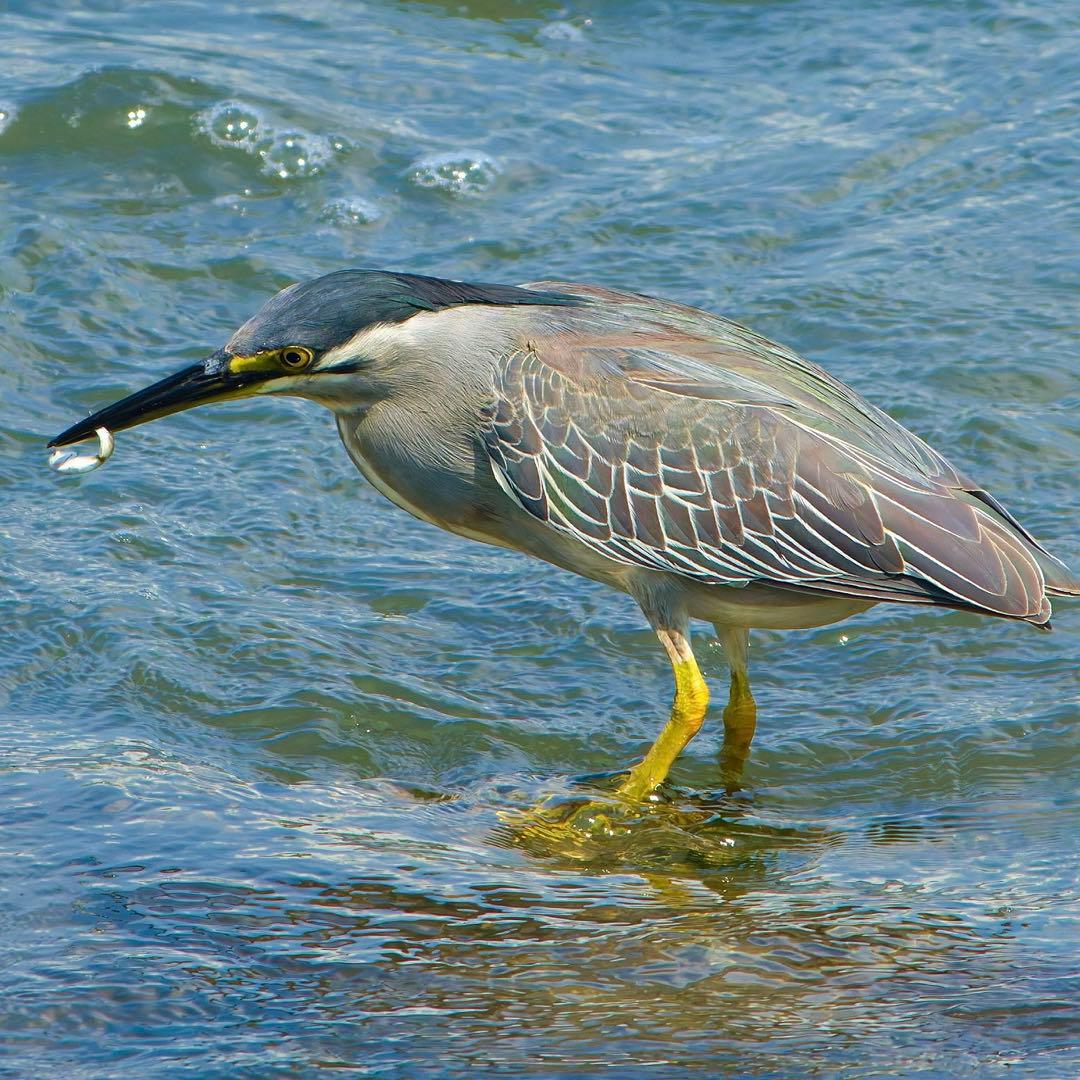 【taku】SIGMA 400mm f5.6 APOテレマクロカビ箇所有り