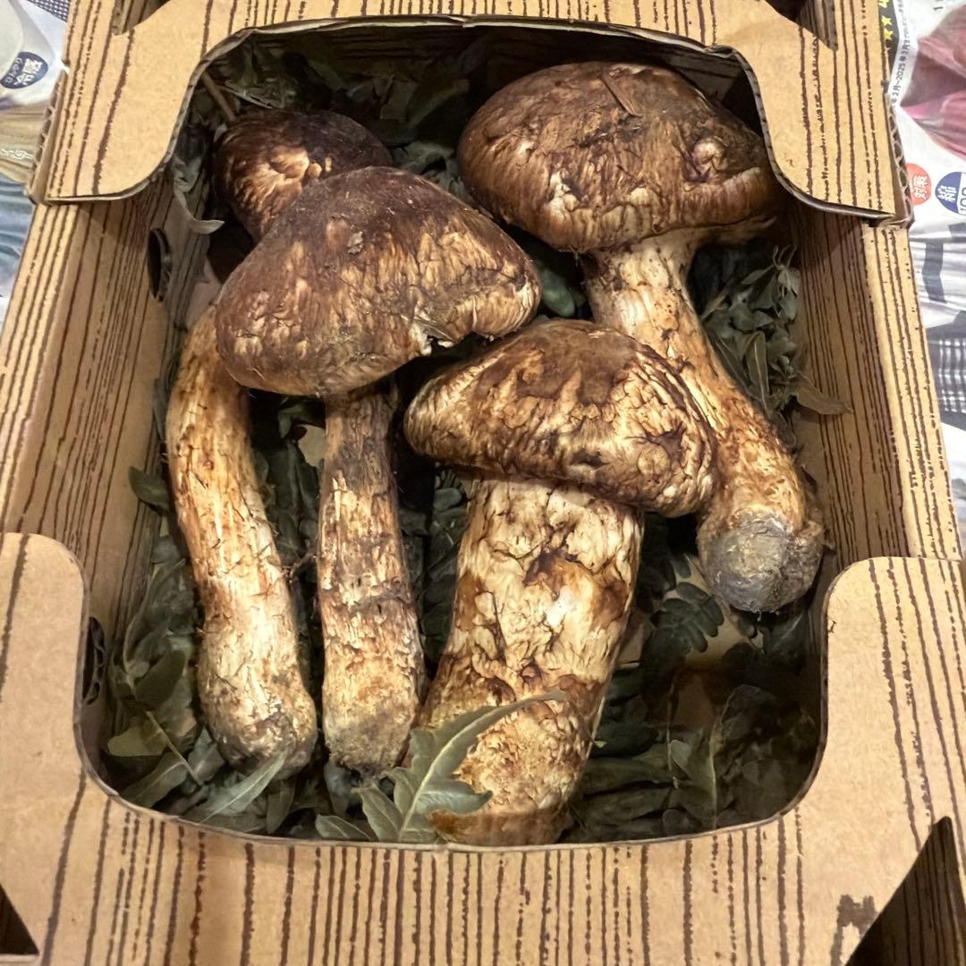 長野県産　松茸　190g おまけ付