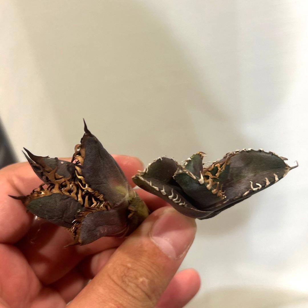 アガベ　海王［烈海王］×superシーザー×姫厳竜　S株特価　ボールタイプ　特価