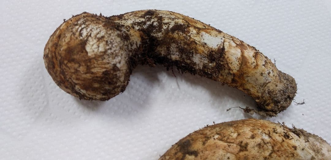 国産　松茸　長野県　送料込み　132㌘