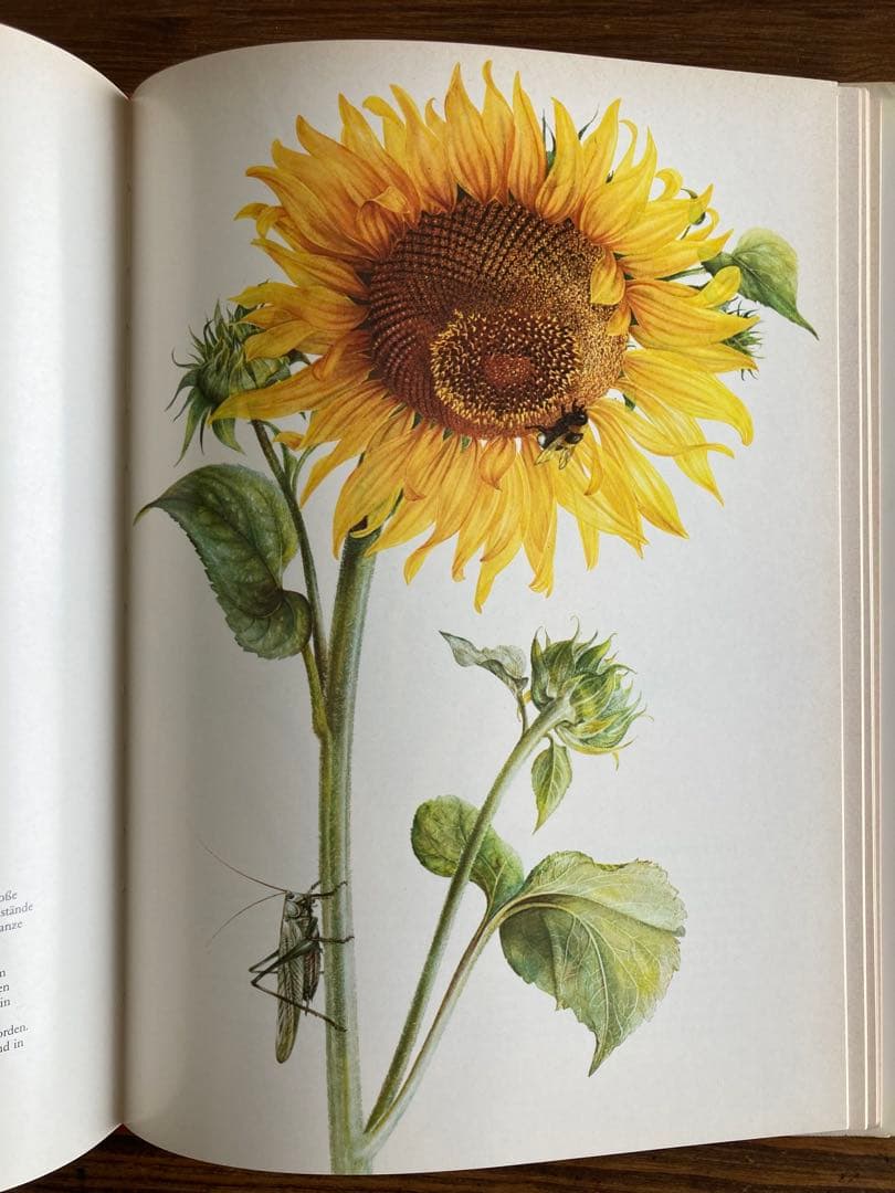 ドイツの植物画集　植物図鑑　ボタニカルアート