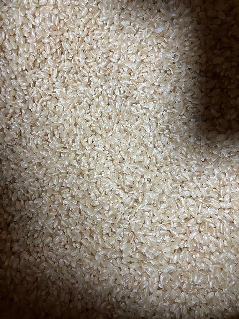 令和5年産　宮城米　つや姫　玄米