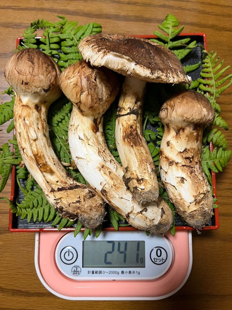 岩手県産　天然松茸　 241g　②