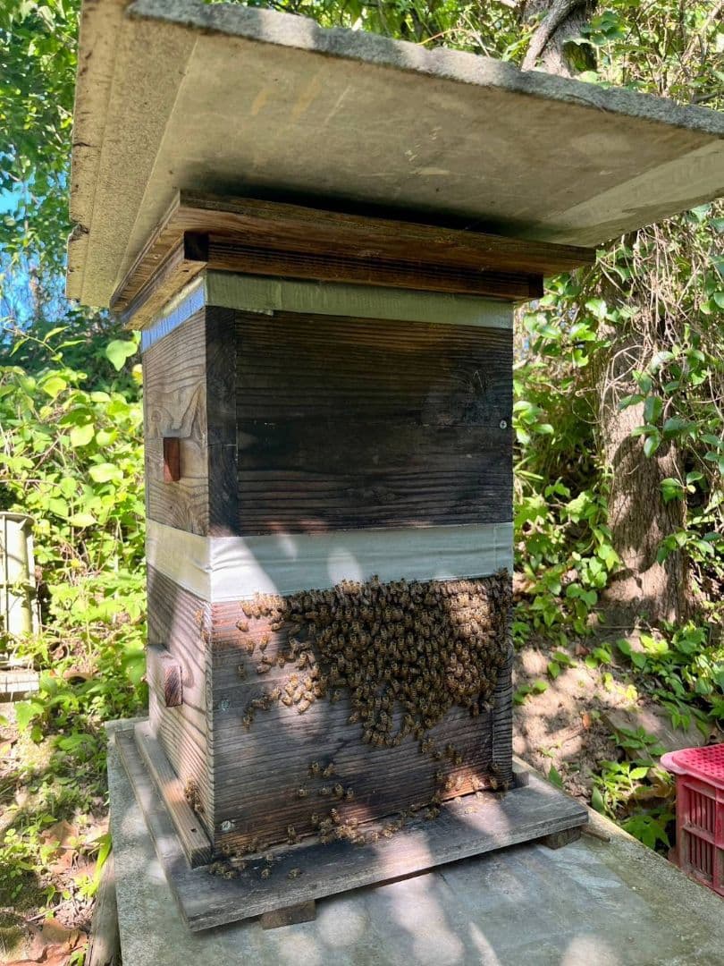 ラスカル様　日本蜜蜂　はちみつ　3種セット　900g