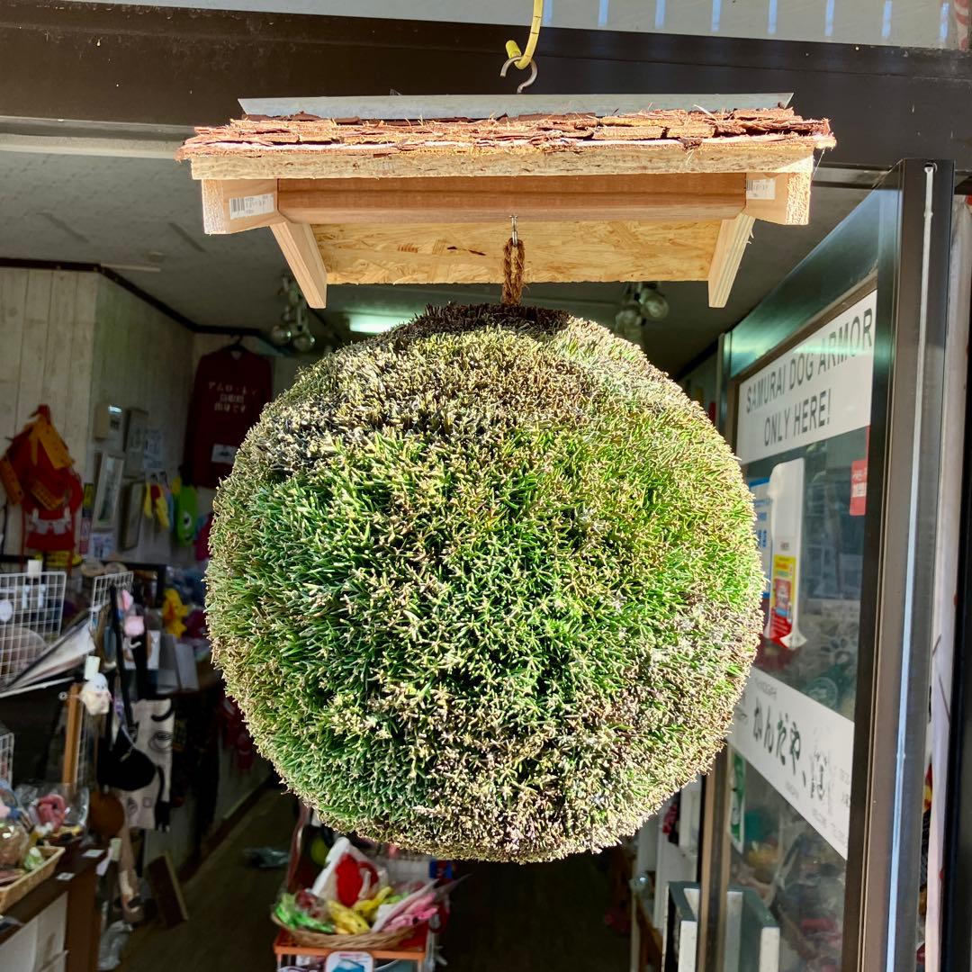 杉玉【屋根付き】①