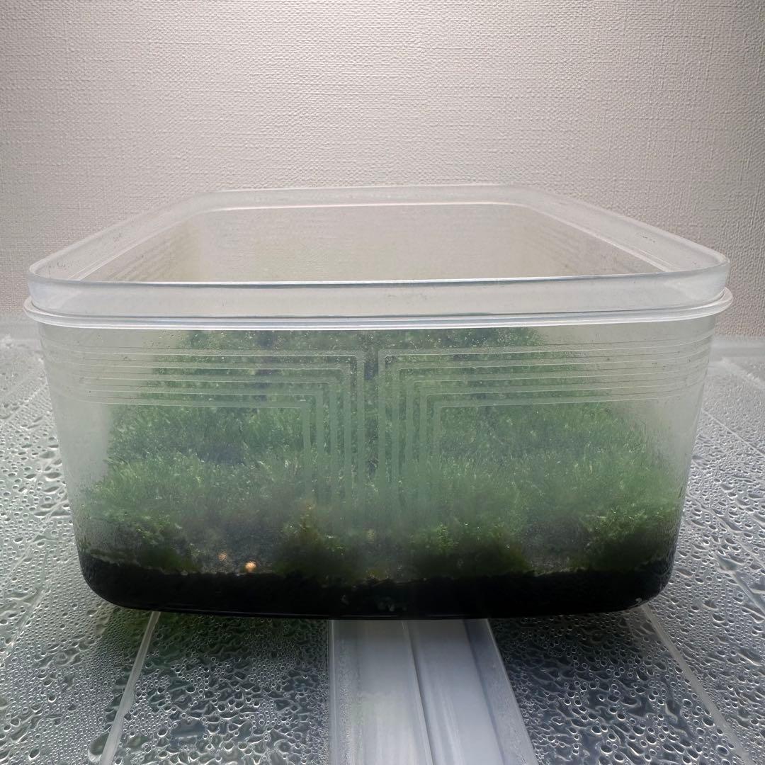②【限定出品】P.willinckii OMG 前葉体 胞子体 タッパーまるごと