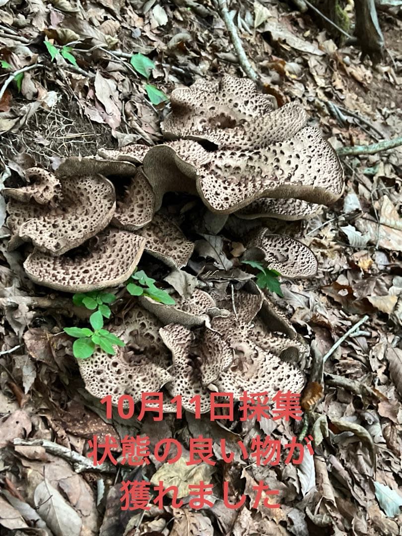 香茸　乾燥　200g以上　A等級　①