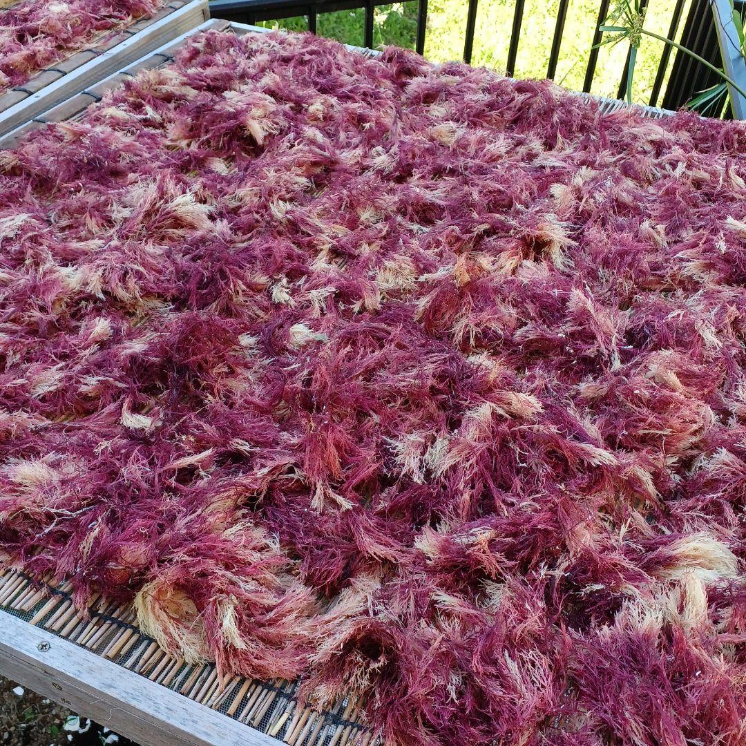 天日干してんぐさ　天草　テングサ　海藻　国産　愛媛産　無添加