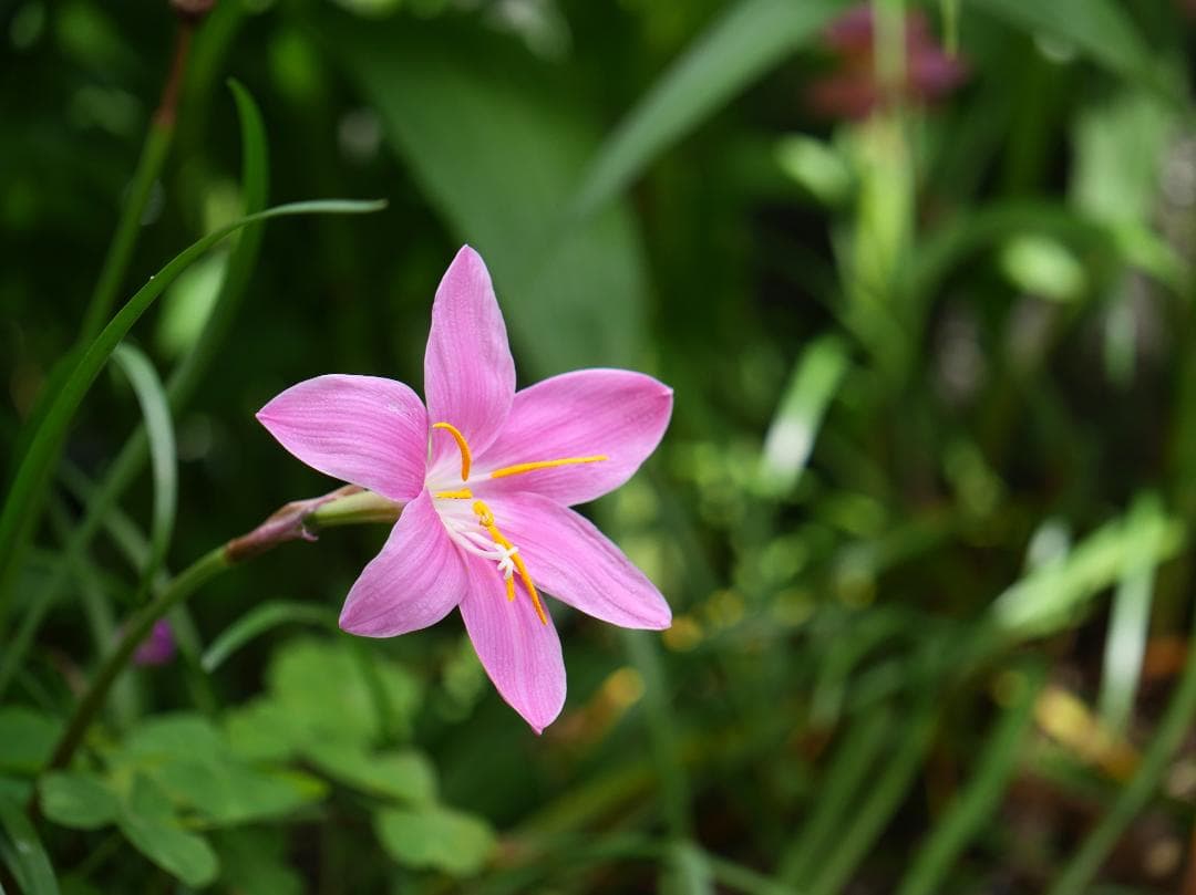 レンズ(単焦点) LEICA DG MACRO-ELMARIT 45mm/F2.8