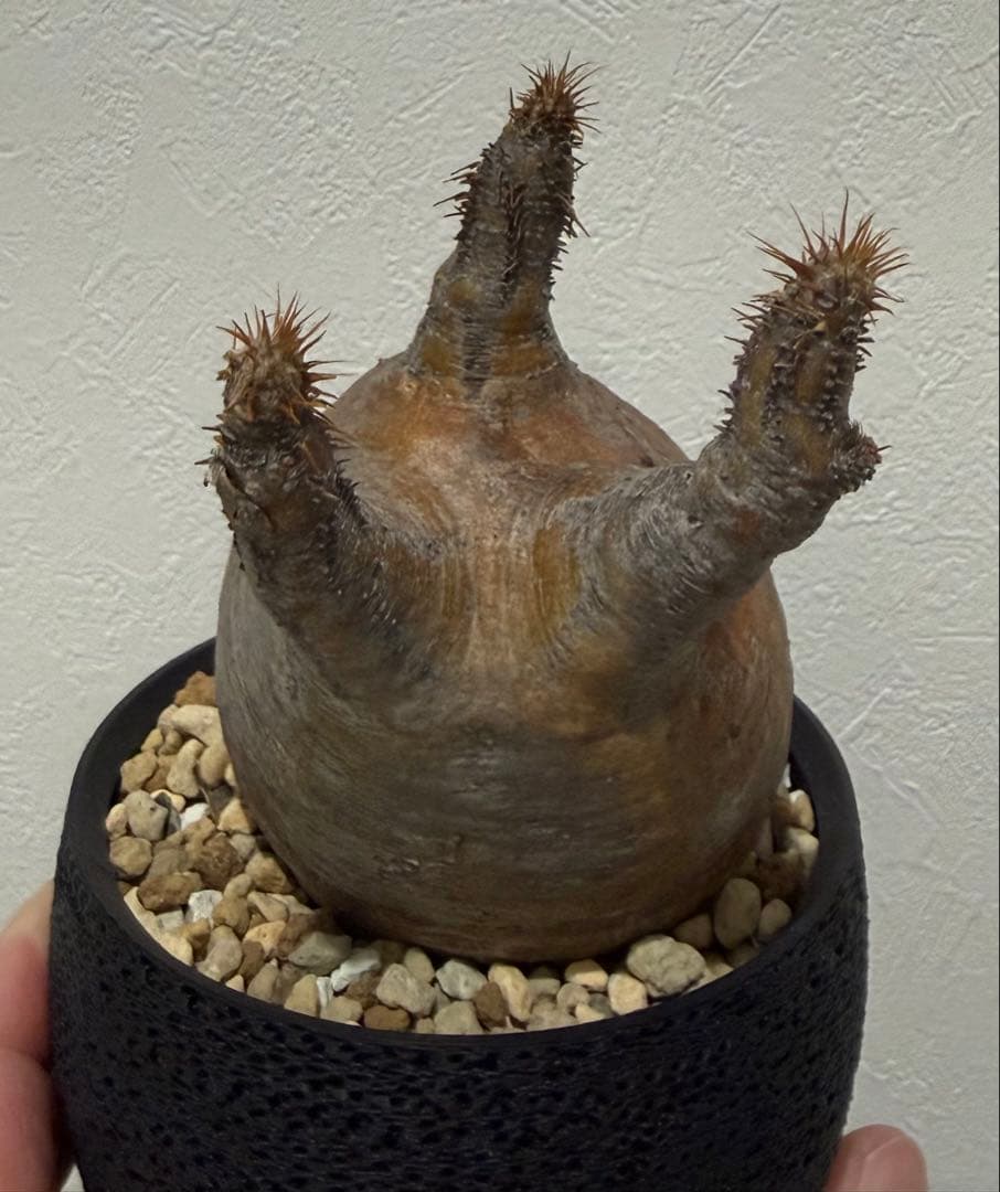 グラキリスト　塊根植物　現地球