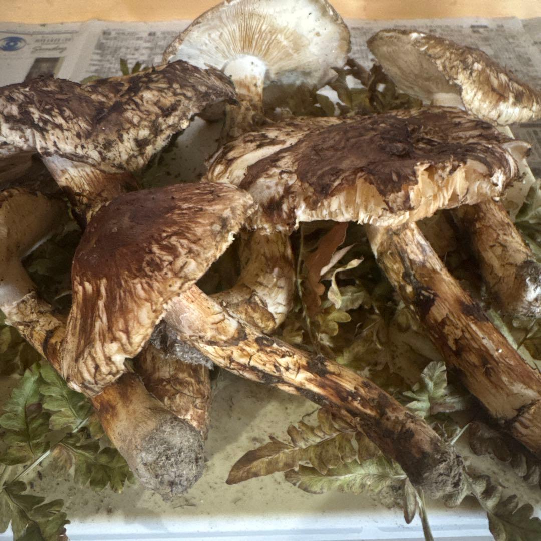 本日収穫 300ｇ 岩手県産松茸