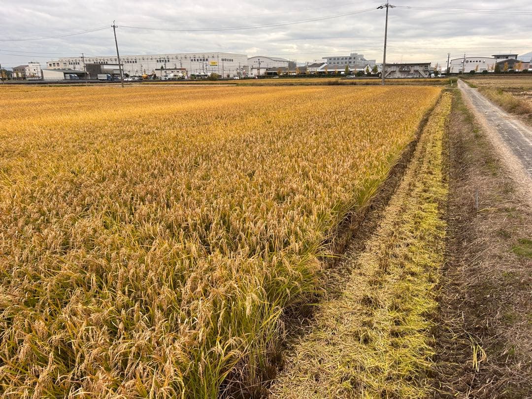 令和7年産 新米 岐阜ハツシモ 腸活 ヘルシー 米 ブランド米 10Kg