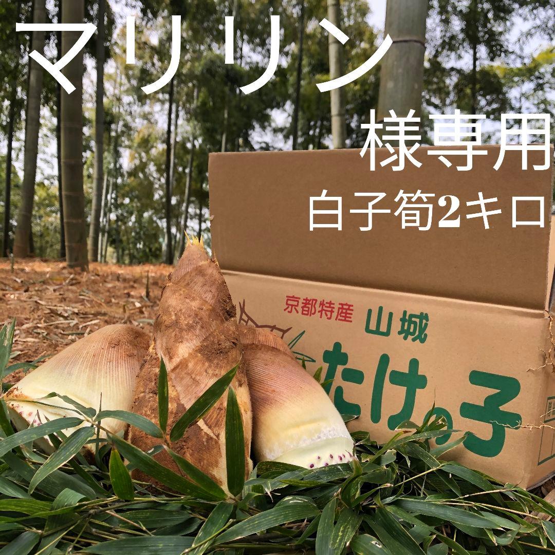 マリリン 白子筍 2キロ箱込み