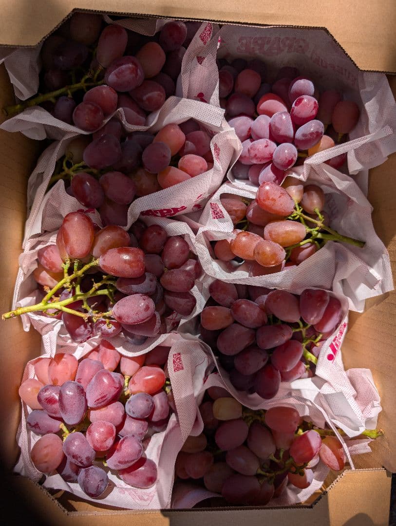 山梨県産ぶどう　美和姫　8房入り箱込み約5.5kg