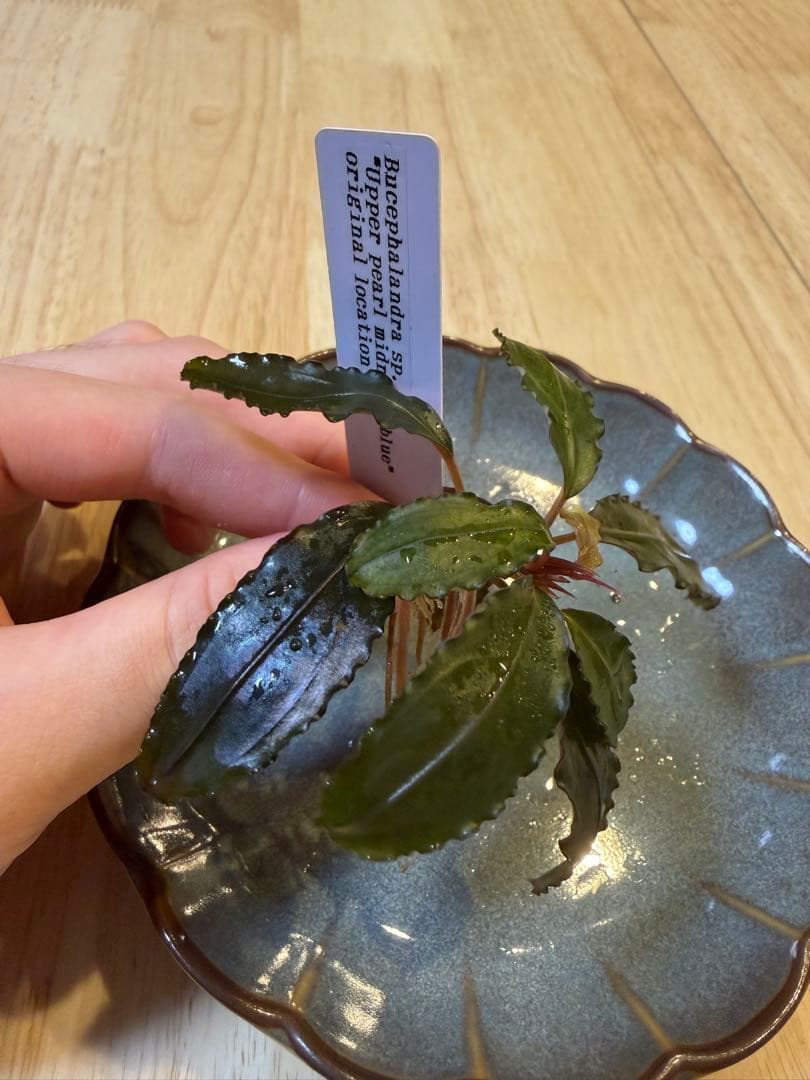 ブセファランドラお得セット A