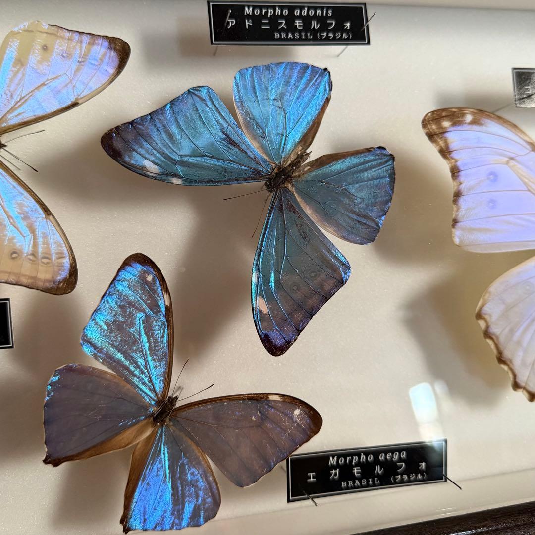 名和昆虫博物館　蝶の標本　5種類
