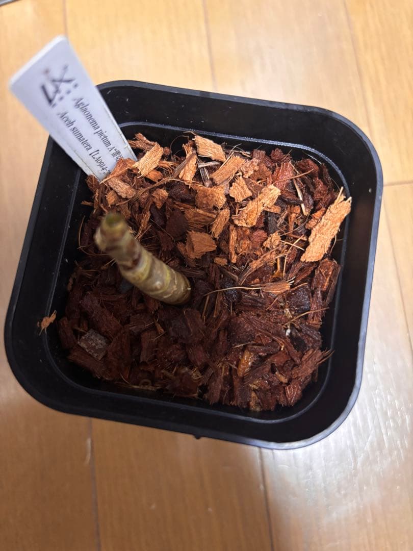 正規タグ付き　ネームド　LA便 アグラオネマ　ピクタム　雷切