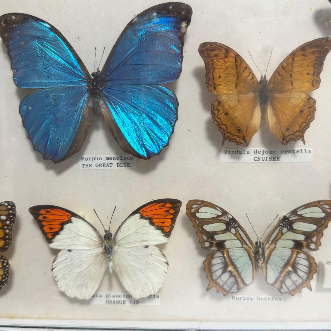 蝶 標本 額入り 22種　モルフォ　等　昆虫標本 蝶標本 まとめ売り
