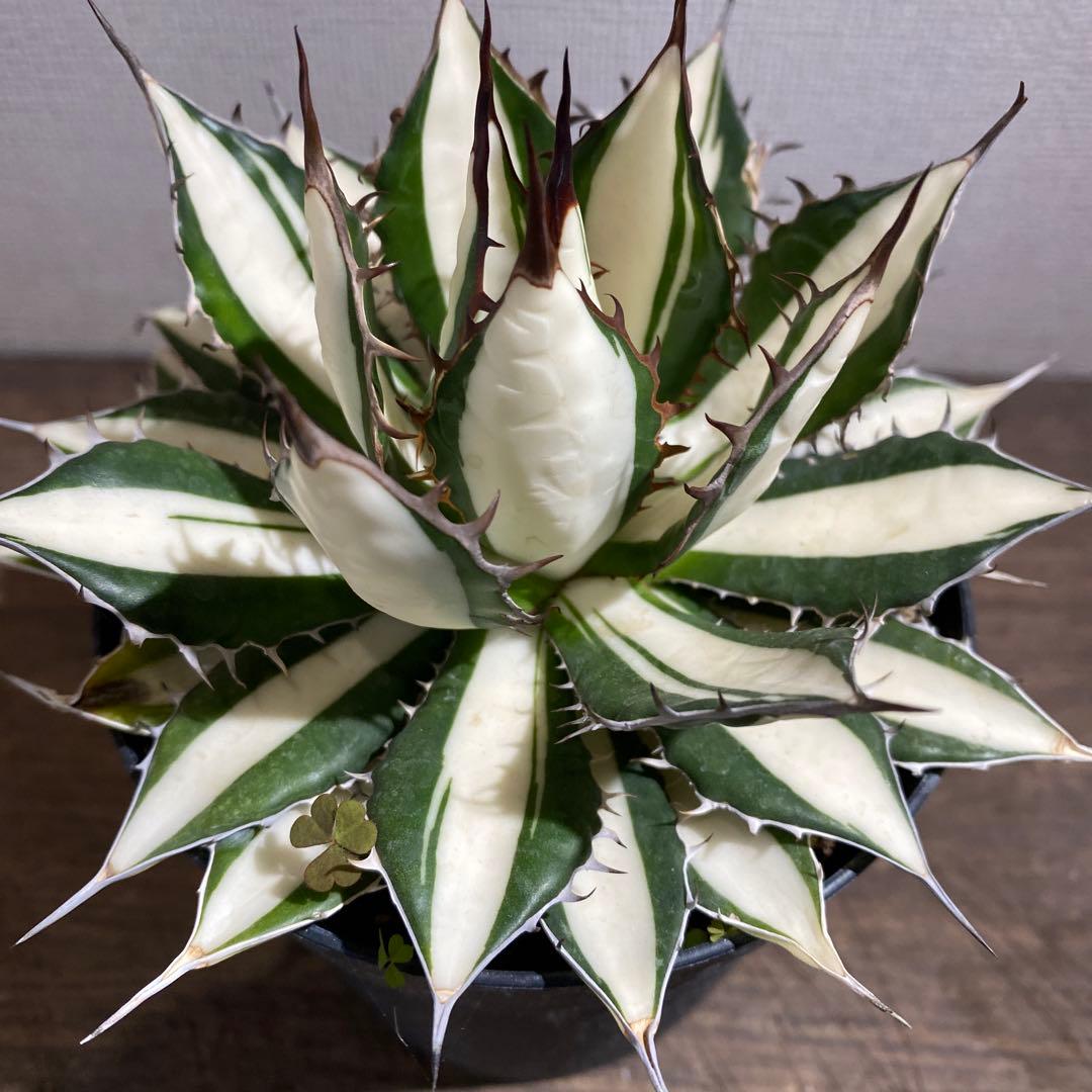 アガベ　ホリダ白中斑入　極上ラスト