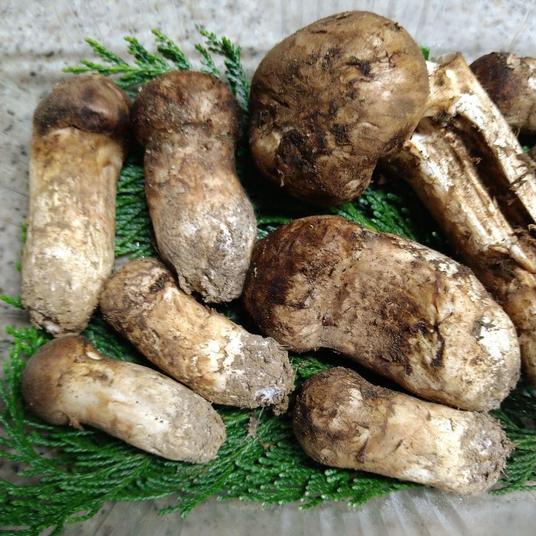 南信州産松茸約１７４g（パック込み）