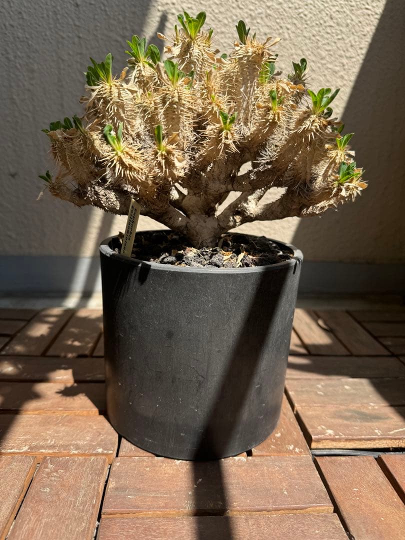 ギラウミニアナ　現地球　発根5年　塊根植物 黒鉢付き