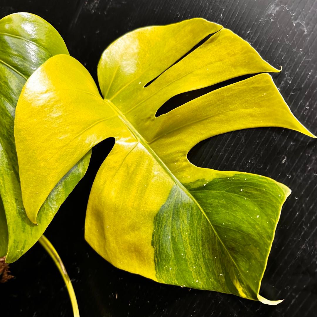 メ*1様 斑入りモンステラボルシギアナオーレア黄斑4号鉢植え49cm発根済み安心