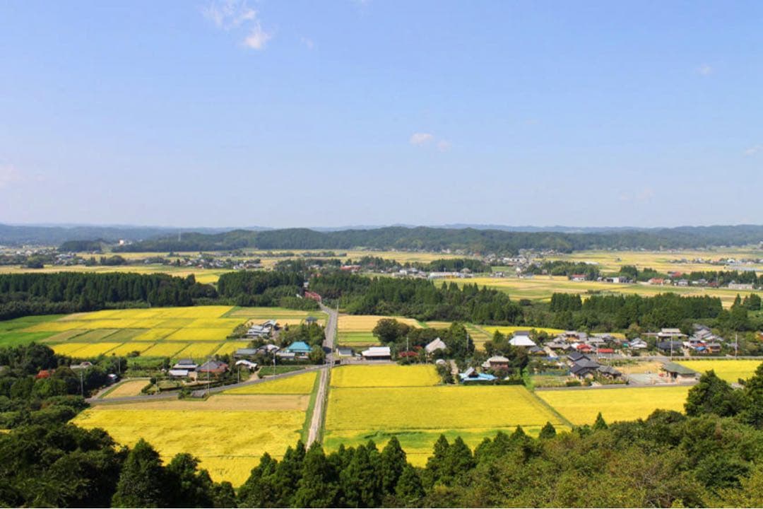 ⭐︎数量限定⭐︎新米 コシヒカリ 千葉県いすみ市産 20キロ　白米　無洗米